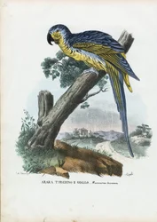 Sini-keltainen ara, 1863-79