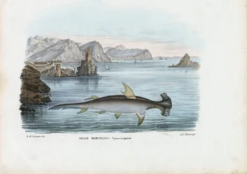 Hammerhead, 1863-79