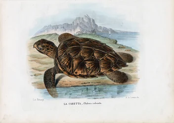 Hawksbill merikilpikonna, 1863-79