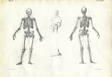 Ihminen, 1863-79