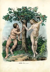 Ihmisrodut, 1863-79