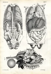 Intestines, 1863-79