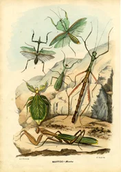 Lehtihyönteinen, 1863-79