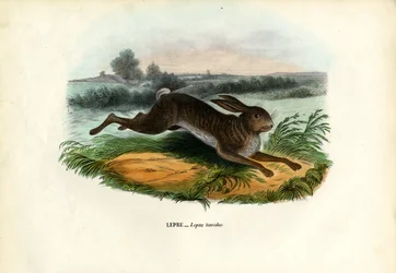 Mountain Hare, 1863-79