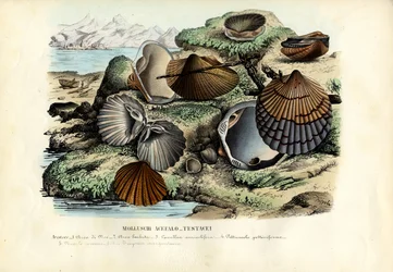 Sinisimpukat, 1863-79