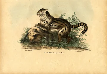 Pampaskissa, 1863-79