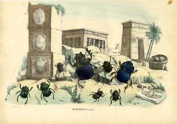 Scarab Beetles, 1863-79