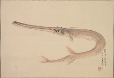 Needlefish asui, 1870.