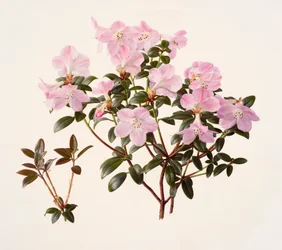 Rhododendron moupinense vaaleanpunakukkainen (öljy paperille)