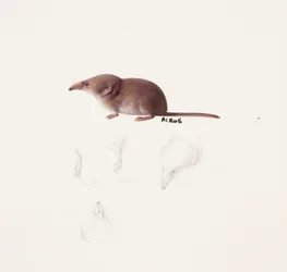 Study of a shrew (öljy ja lyijykynä paperille)