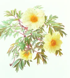 Tree Paeony 
