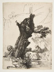 St. Jerome Pollard Willow
