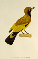 Naamioituneen bowerbirdin (Sericulus aureus) aikuinen uros, kaiverrus paratiisin lintujen ja epimagojen luonnonhistoriasta