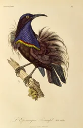Paratiisin riflebirdin (Ptiloris paradiseus) aikuinen uros, kaiverrus Paratiisin lintujen ja Epimagien luonnonhistoriasta