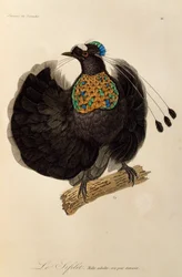 Länsi-Parotian aikuinen uros (Parotia sefilata), kaiverrus Paratiisin lintujen ja Epimagien luonnonhistoriasta