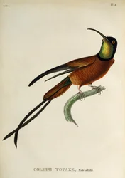 Crimson Topaz (Topaza pella), kaiverrus teoksesta The trochilids tai hummingbirds and hummingbirds