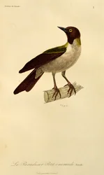 Pienen paratiisin linnun naaras (Paradisaea minor), kaiverrus artikkelista Natural History of Birds of Paradise and Epimages