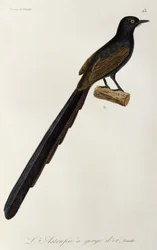 Gorget Ocell del paradís femella, gravat d