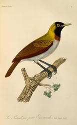 Pienen paratiisin linnun (Paradisaea minor) nuori uros, kaiverrus artikkelista Natural History of Birds of Paradise ja Epimages