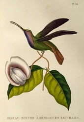 Lazulin Sabrewing (Campylopterus falcatus), kaiverrus teoksesta The trochilids tai hummingbirds and hummingbirds