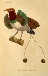 Kuningas-paratiisin linnun uros (Cicinnurus regius), kaiverrus paratiisilintujen ja epimaagien luonnonhistoriasta