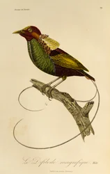 Upea paratiisin linnun uros (Cicinnurus magnificus), kaiverrus Paratiisin lintujen ja Epimagien luonnonhistoriasta