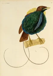 Upea paratiisin linnun uros (Cicinnurus magnificus), kaiverrus Paratiisin lintujen ja Epimagien luonnonhistoriasta