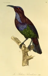Paratiisin kiväärilintu (Ptiloris paradiseus), kaiverrus Paratiisin lintujen ja Epimagien luonnonhistoriasta
