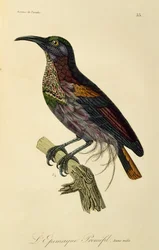 Paradise Riflebird nuori uros (Ptiloris paradiseus), kaiverrus Natural History of Birds of Paradise and Epimages