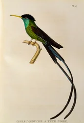 Punanokkainen viiripyrstökolibri (Trochilus polytmus), kaiverrus teoksesta Les trochilidées ou les colibris et les oiseaux-mouches