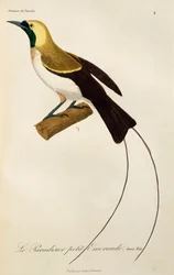 Pienen paratiisin linnun (Paradisaea minor) nuori uros, kaiverrus artikkelista Natural History of Birds of Paradise and Epimages