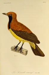Nuori naamioituneen bowerbirdin (Sericulus aureus) uros, kaiverrus Paratiisin lintujen ja epimagojen luonnonhistoriasta