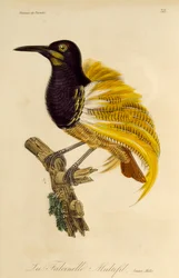 Nuori uros 12-lankaisesta paratiisin linnusta (Seleucidis melanoleuca), kaiverrus Paratiisin lintujen ja Epimagien luonnonhistoriasta