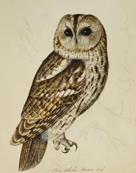 Ruskea pöllö (Strix Ulula)