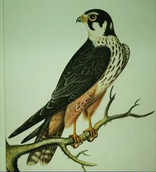 Harrastus (akvarelli)