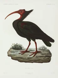 Ibis calb, finlandès algerià