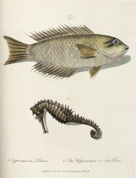 Kala ja merihevonen