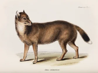 Fox, Falklandinsaaret, n. 1832-1836