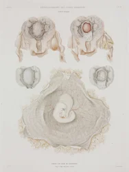 Gynekologia Ihmisen kohtu alkion kanssa, c 1847-1859