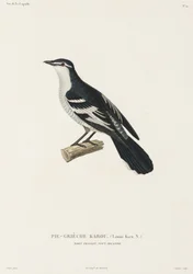 Karou shrike, Port Praslin, Uusi Irlanti