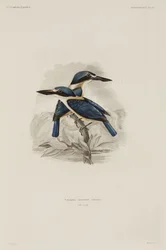 Kingfishers, Samoa