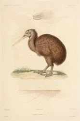 Kiwi, finlandès de Nova Zelanda
