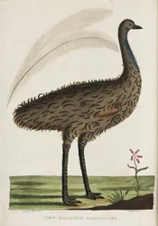 "New Holland Cassowary", Australia, n. 1788