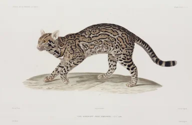 Ocelot, Yhdysvallat