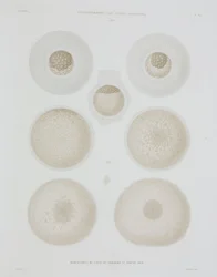 Kaninmuna, n. 1847-1859