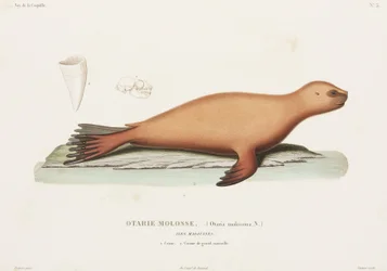 Merileijona, Falklandinsaaret