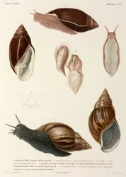 Etanat, Uusi-Guinea, Madagaskar ja Mauritius