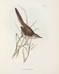 Spinetail, Etelä-Amerikka, n. 1832-1836