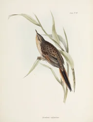 Spinetail, Etelä-Amerikka, n. 1832-1836