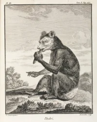 Indri - eräänlainen lemur, Madagaskar